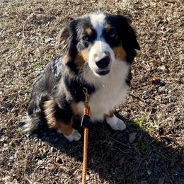 Lavern - Black tri female Miniature Australian Shepherd puppy in Harmony, North Carolina from Carolina Pride Aussies