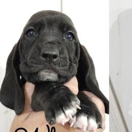 Basset Hounds from Florida Family Basset Hounds