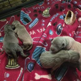 Boy 4 - male Miniature Pinscher puppy in Middle Point, Ohio from Knisely's Min Pins-AKC