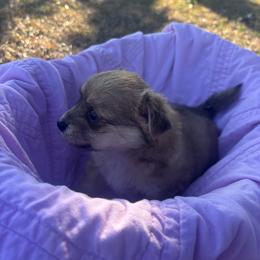Chewy - Black sabled fawn female Chihuahua puppy in Scranton, South Carolina from The Magnolia Pawlor, LLC