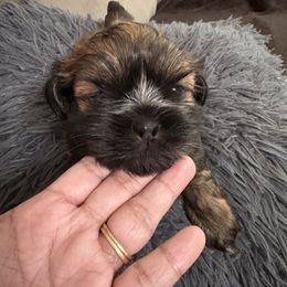 Boy 2 CHEWEY - Black and tan male Shih Tzu puppy in Albemarle, North Carolina from Wilson Kennel