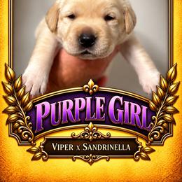 Yellow girl 1 - Yellow female Labrador Retriever puppy in Bend, Oregon from Stirpe Corleone Labradors