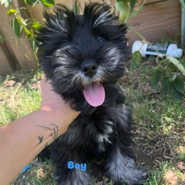 Cooper - Black and silver male Miniature Schnauzer puppy in Bloomington, California from Michael's Minis