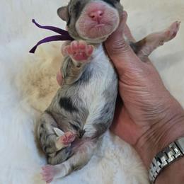 Girl 3 - Tri-color female Bernedoodle puppy in Galt, Missouri from Only Doodles!