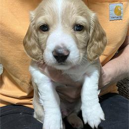 Oskar - Piebald male Dachshund puppy in Jordan, Arkansas from Lakeshore Dachshunds