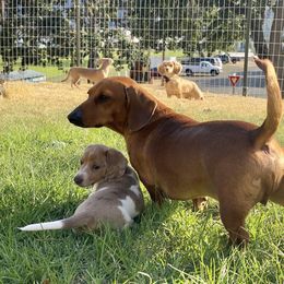 Dachshund Puppies from Alpine Meadow Dachshunds