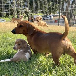 Dachshund Puppies from Alpine Meadow Dachshunds