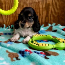 Moose- ( Mr. Roper) - Piebald male Dachshund puppy in Wolf Lake, Indiana from Canisteo Dachshunds