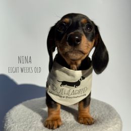 Nina - Black and tan female Dachshund puppy in Royse City, Texas from Truehearted Miniature Dachshunds