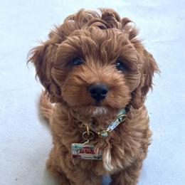 Luna - Apricot female Goldendoodle puppy in Brandon, Florida from Murphys Doodles