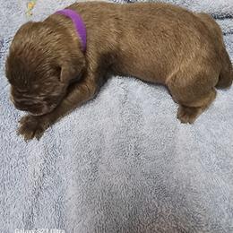 Boy 6 - Gray male Cane Corso puppy in Dunnellon, Florida from Touch of Spice Kennels