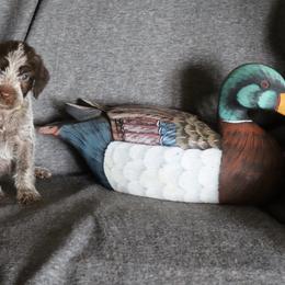 Yellow - Brown and gray female Wirehaired Pointing Griffon puppy in Afton, Wisconsin from Daehler's Wirehaired Pointing Griffons