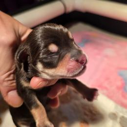 Girl 4 - Liver female Miniature Schnauzer puppy in Fredericksburg, Virginia from Jentz Family Schnauzers