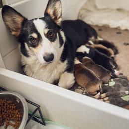 Pembroke Welsh Corgi Puppies from Annwyl McCorgis