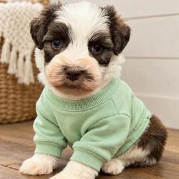 Maple - Parti female Miniature Schnauzer puppy in Magalia, California from NorCal Schnauzers