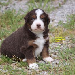 Orion - Red tri-color male Miniature American Shepherd puppy in Hillsdale, Michigan from Faithwalk Aussies and Mini American Shepherds