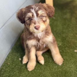 Kufel - Chocolate male Pomsky puppy in Campton Hills, Washington from Urban Miracle’s