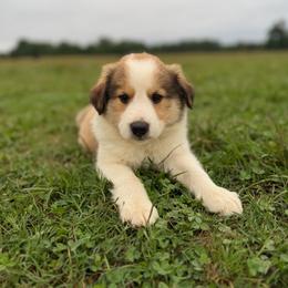 Archie - Sable and white male Old Time Scotch Collie puppy in Hogansville, Georgia from Goshen Highlands
