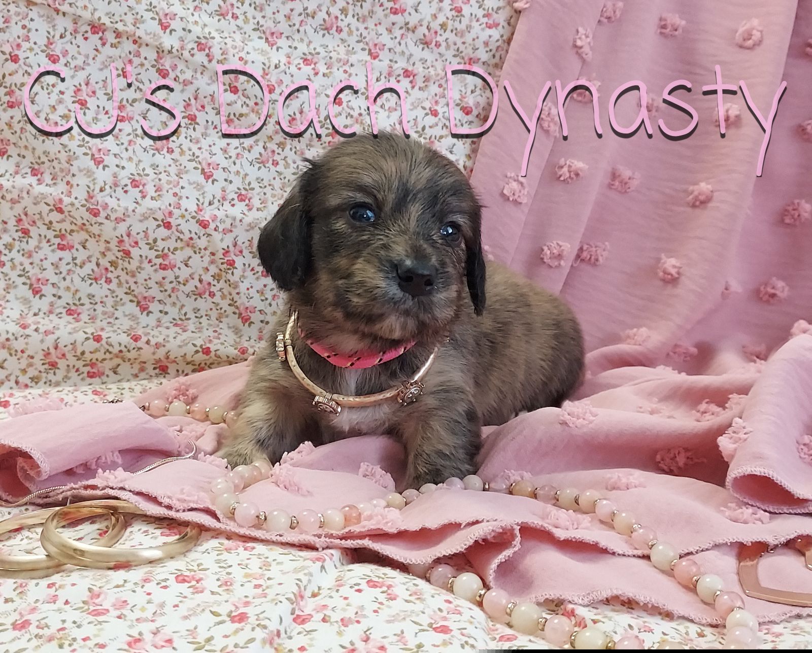 WREN 4000 - Brindle female Dachshund puppy in Gatesville, Texas from CJ's Dach Dynasty