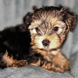Posey - Black and tan female Yorkshire Terrier puppy in Thornville, Ohio from My precious yorkies