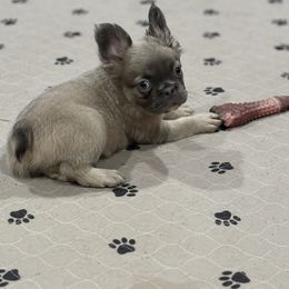 Boy 1 - Blue fawn male French Bulldog puppy in Bakersfield, California from Cloud 9 French Bulldogs