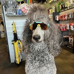 Poodles from Xtreme Poodles Hawaii