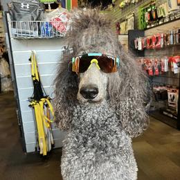 Poodles from Xtreme Poodles Hawaii