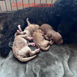 Poodle puppies from CK Poodles LLC