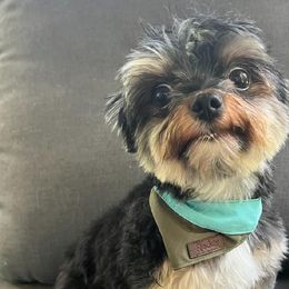 Yorkshire Terriers from Yorkie Bundles of Joy