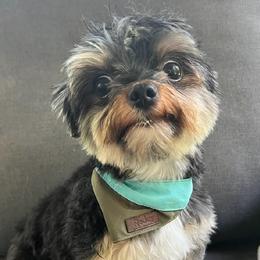 Yorkshire Terriers from Yorkie Bundles of Joy