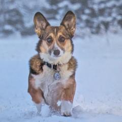 Lottie - Pembroke Welsh Corgi
