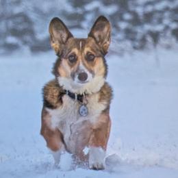 Lottie - Pembroke Welsh Corgi