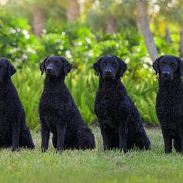 Curly-Coated Retrievers from GemCurls / Riverwatch Curly Coated Retrievers