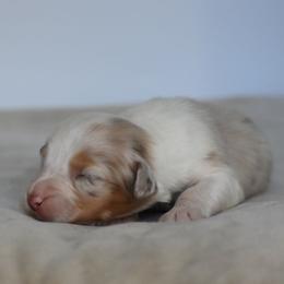 Aurora - Red merle female Australian Shepherd puppy in Jameson, Missouri from Sky Creek