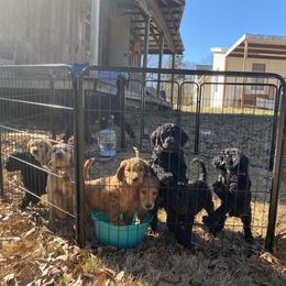 Goldendoodle Puppies from Golden Cuddle Pups