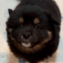 Shiba Inu Puppies from Heart’s Desire Shiba Inus