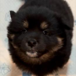Shiba Inu Puppies from Heart’s Desire Shiba Inus