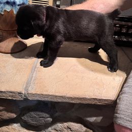Cane Corso Puppies from Protectors in the Palms