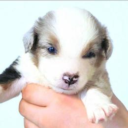 Myles - Blue merle male Miniature Australian Shepherd puppy in Punta Gorda, Florida from Christie's Creekside Aussies