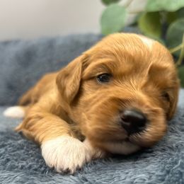 Chloe - Apricot female Cavapoo puppy in Northfield, New Jersey from Jersey Shore Double Doodles