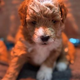 Piggie - Brown and white female Bernedoodle puppy in Gainesville, Florida from Alyssa Xxweetdoodles