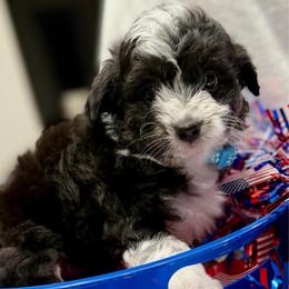 Blue collar toy - Black tri-color male Aussiedoodle puppy in 32046, Florida from River Hill Ranch