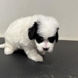 Panda - Brown and white female Bernedoodle puppy in Gainesville, Florida from Alyssa Xxweetdoodles