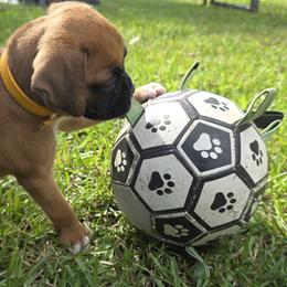 Miss Daisy - Fawn female Boxer puppy in Prairieville, Louisiana from Puppy Patch