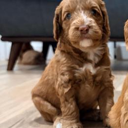 Keoni - Caramel red male Australian Labradoodle puppy in Alamo, Texas from QuiSal Labradoodles