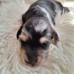 Blk with more white 1 - Dapple female Dachshund puppy in Gordon, Georgia from Long Dogs Yellow Farm