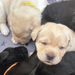 Labrador Retrievers from Emily's Labrador Retrievers