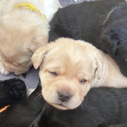 Labrador Retrievers from Emily's Labrador Retrievers