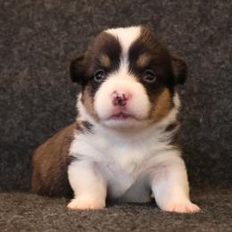 Pucker - Black and tan male Pembroke Welsh Corgi puppy in Arcanum, Ohio from Weissway Corgis