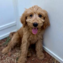 F1B Goldendoodle Biscuit - Red  male Goldendoodle puppy in Redding, California from Casa Delarosa Collective Poodles & Doodles